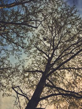 Beautiful trees and sky at sunset in spring, nature and background