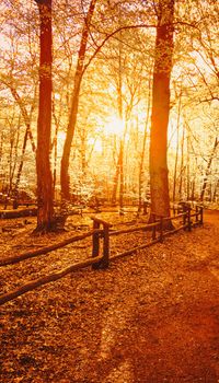 Autumn forest landscape at sunset or sunrise, nature and environment