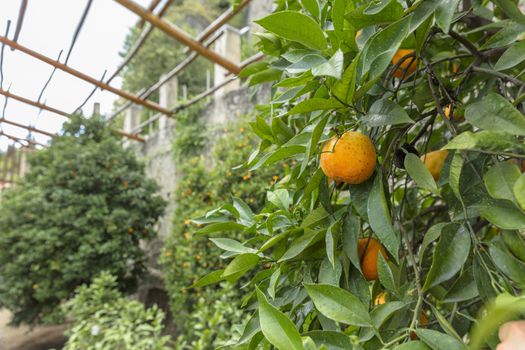 Limone, Lake Garda, Italy, Europe, August 2019, the Limonaia del Castel