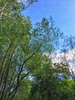 Countryside woods as rural landscape, amazing trees in green forest, nature and environment scenery