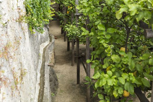 Limone, Lake Garda, Italy, Europe, August 2019, the Limonaia del Castel