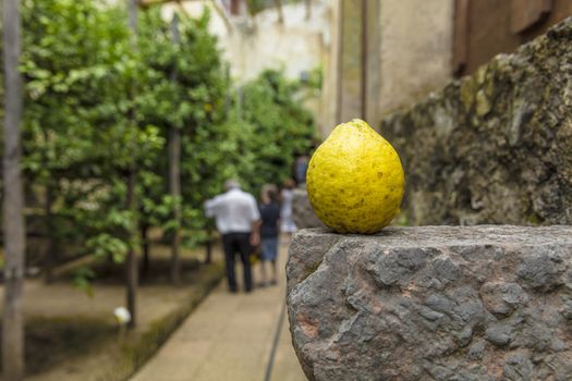 Limone, Lake Garda, Italy, Europe, August 2019, the Limonaia del Castel