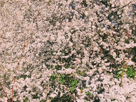 Blooming apple tree flowers in spring as floral background, nature and agriculture