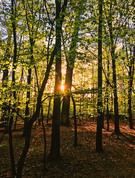 Spring forest landscape at sunset or sunrise, nature and environment