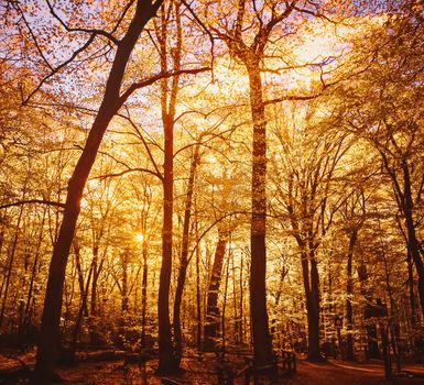 Autumn forest landscape at sunset or sunrise, nature and environment