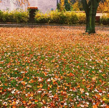 Autumn nature in park, fall leaves and trees outdoors, beautiful season