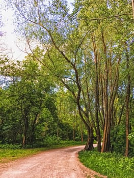 Countryside woods as rural landscape, amazing trees in green forest, nature and environment scenery