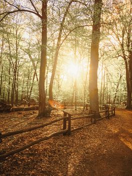 Spring forest landscape at sunset or sunrise, nature and environment