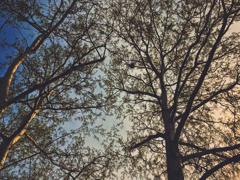 Beautiful trees and sky at sunset in spring, nature and background