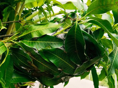 The nest of Red Ant, Green Tree Ant made from leaf on mango tree