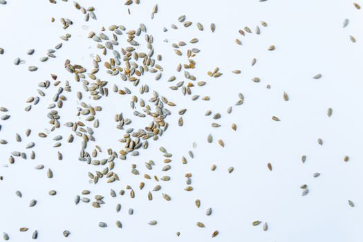 peeled sunflower seeds spread on white background