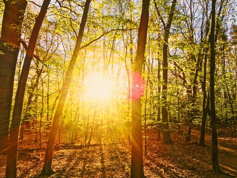 Spring forest landscape at sunset or sunrise, nature and environment