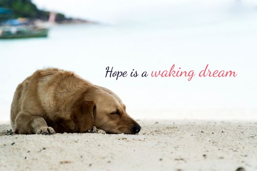 typography motivational messages and inspirational quotes. a dog sleeping on beach sand with phrase hope is a waking dream