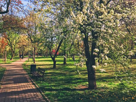 Blooming trees in spring in a city park, nature and landscape