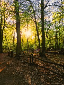 Spring forest landscape at sunset or sunrise, nature and environment