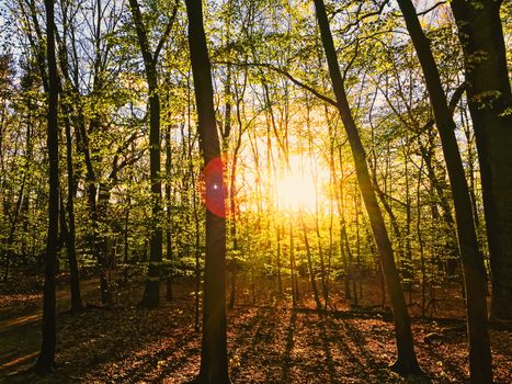 Spring forest landscape at sunset or sunrise, nature and environment