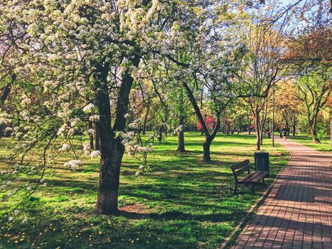 Blooming trees in spring in a city park, nature and landscape