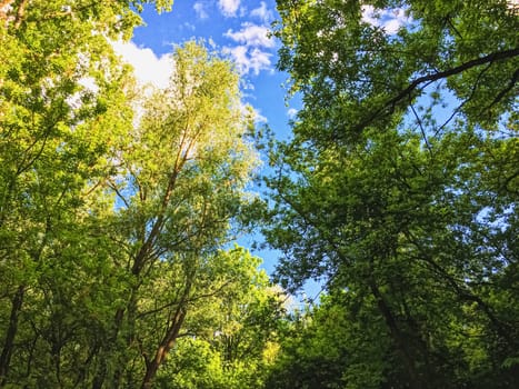 Countryside woods as rural landscape, amazing trees in green forest, nature and environment scenery