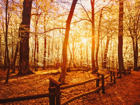 Autumn forest landscape at sunset or sunrise, nature and environment