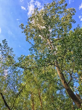 Countryside woods as rural landscape, amazing trees in green forest, nature and environment scenery