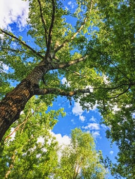 Countryside woods as rural landscape, amazing trees in green forest, nature and environment scenery