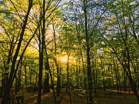 Spring forest landscape at sunset or sunrise, nature and environment