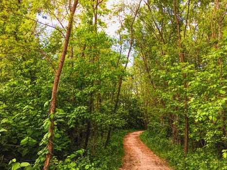 Countryside woods as rural landscape, amazing trees in green forest, nature and environment scenery