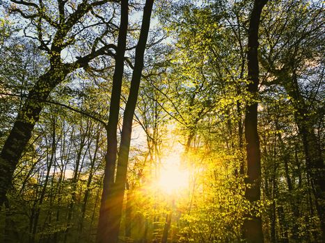 Spring forest landscape at sunset or sunrise, nature and environment