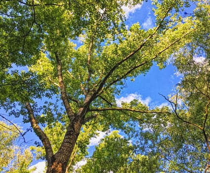 Countryside woods as rural landscape, amazing trees in green forest, nature and environment scenery