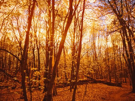 Autumn forest landscape at sunset or sunrise, nature and environment