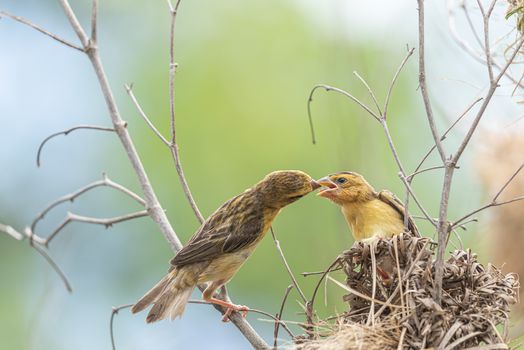 Bird (Asian Golden Weaver) breeding male is generally bright yellow with a black mask. Females, non-breeding males are dull coloured and feeding to baby bird at bird nest on a tree in the nature wild