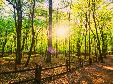 Spring forest landscape at sunset or sunrise, nature and environment