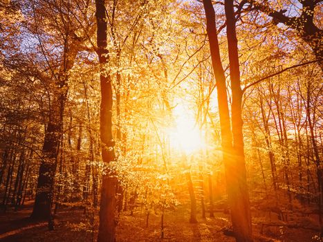 Autumn forest landscape at sunset or sunrise, nature and environment