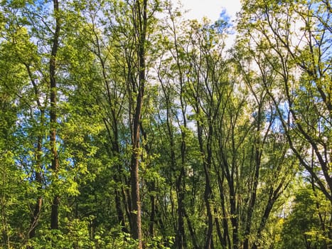 Countryside woods as rural landscape, amazing trees in green forest, nature and environment scenery