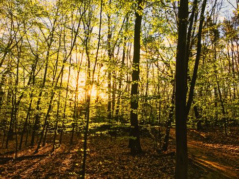 Spring forest landscape at sunset or sunrise, nature and environment