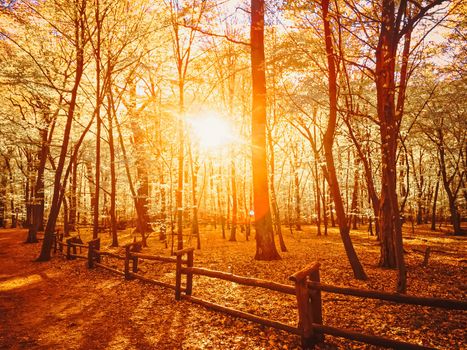 Autumn forest landscape at sunset or sunrise, nature and environment