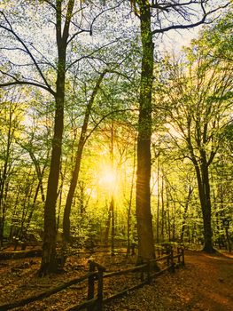 Spring forest landscape at sunset or sunrise, nature and environment