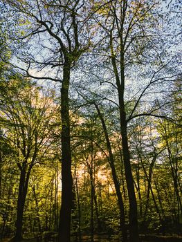 Spring forest landscape at sunset or sunrise, nature and environment