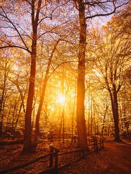 Autumn forest landscape at sunset or sunrise, nature and environment