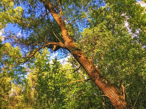 Countryside woods as rural landscape, amazing trees in green forest, nature and environment scenery