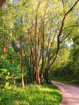 Countryside woods as rural landscape, amazing trees in green forest, nature and environment scenery