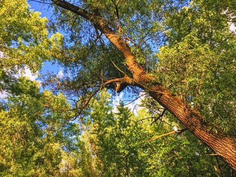 Countryside woods as rural landscape, amazing trees in green forest, nature and environment scenery