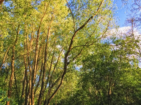 Countryside woods as rural landscape, amazing trees in green forest, nature and environment scenery