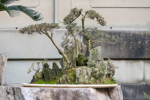 Bonsai tree on a table against white wall in BaiHuaTan public park, Chengdu, China