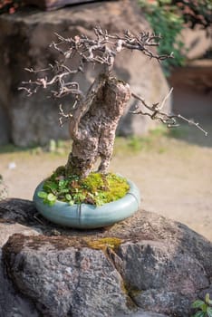Bonsai tree in a pot in WangJiangLou public park, Chengdu, China
