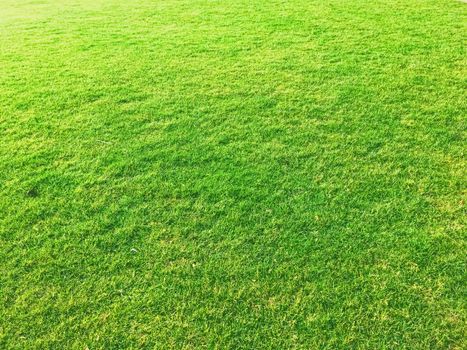 Green grass lawn as background, nature and backyard