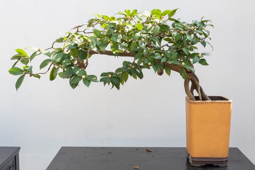 Bonsai tree on a table against white wall in BaiHuaTan public park, Chengdu, China