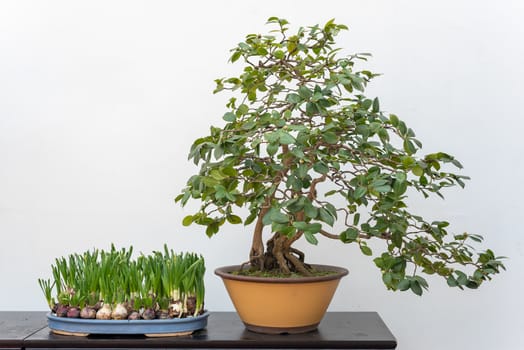 Bonsai tree on a table against white wall in BaiHuaTan public park, Chengdu, China