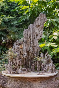 Bonsai trees on a rock in WangJiangLou public park, Chengdu, China