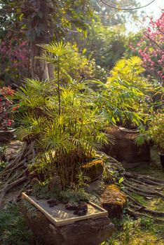 Eucalyptus bonsai in a park in Chengdu, Sichuan province, China